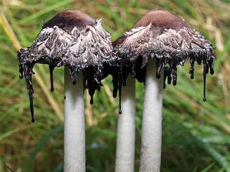 Types Of Inky Cap Mushrooms