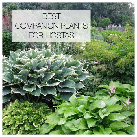 12 Best Companion Plants For Hostas Companion Planting Plants Shade