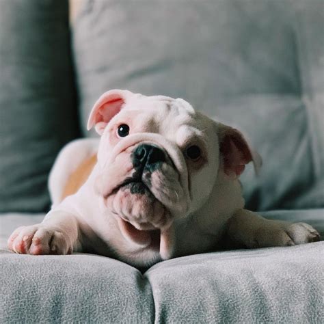 15 Amazing Facts About English Bulldogs You Probably Never Knew ...