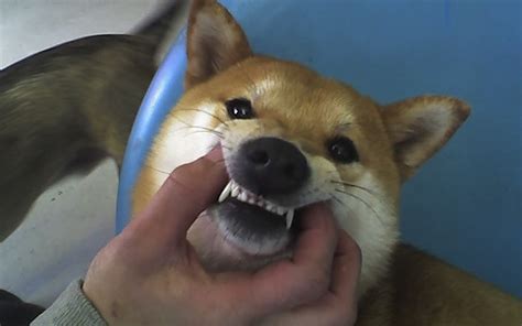 Dog Teeth Cleaning 101 Brushing Dogs Teeth Top Dog Tips