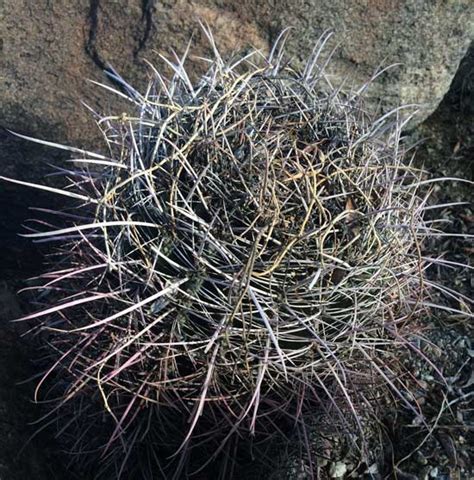 Learn about nature these pictures of this page are baby fish hook barrel cactus from seed. The Barrel Cactus of the Southwest