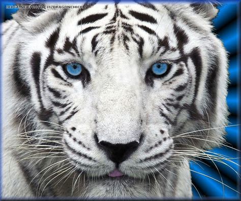 Blue Eyed Tiger Pet Tiger White Tiger Tiger