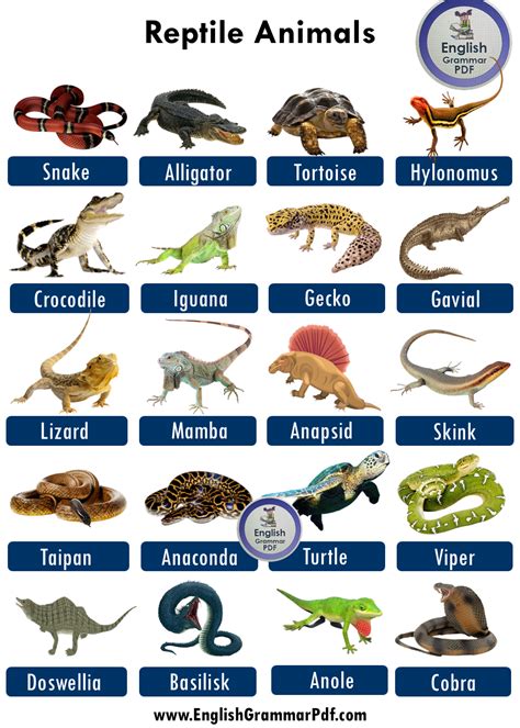 70 Reptiles Animals Names List, Definition, Examples and Pictures