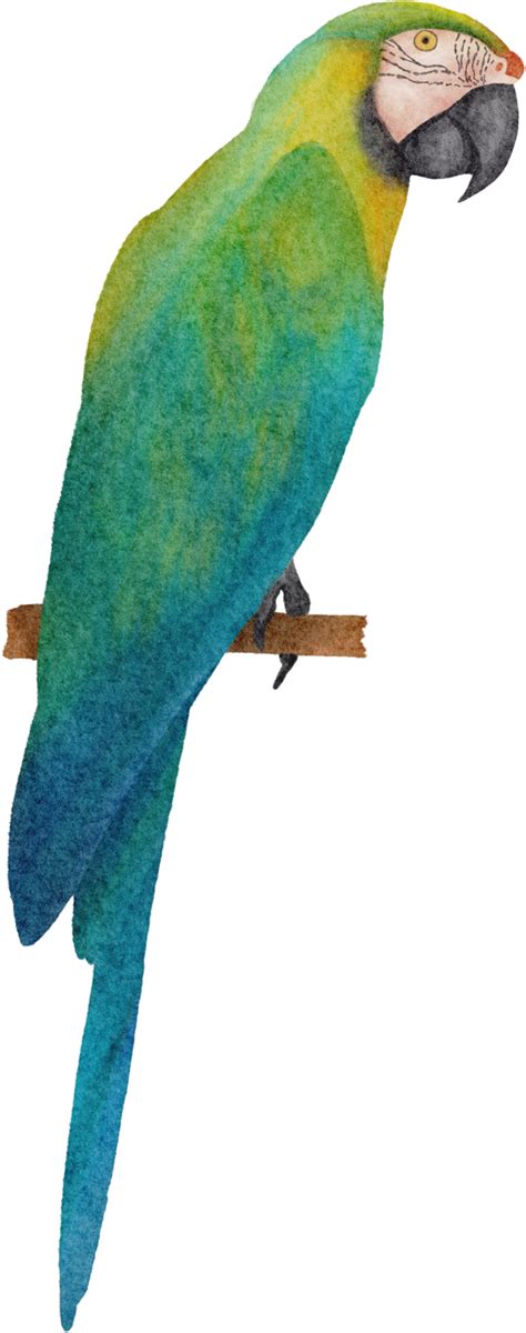 Watercolor Parrot Clip Art 16533235 Png