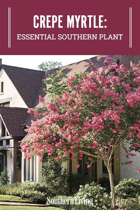 Crepe Myrtles Are Among The Most Satisfactory Of Plants For The South