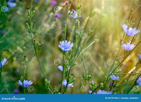 Blue Flowers In Meadow Stock Photo Image 56791644