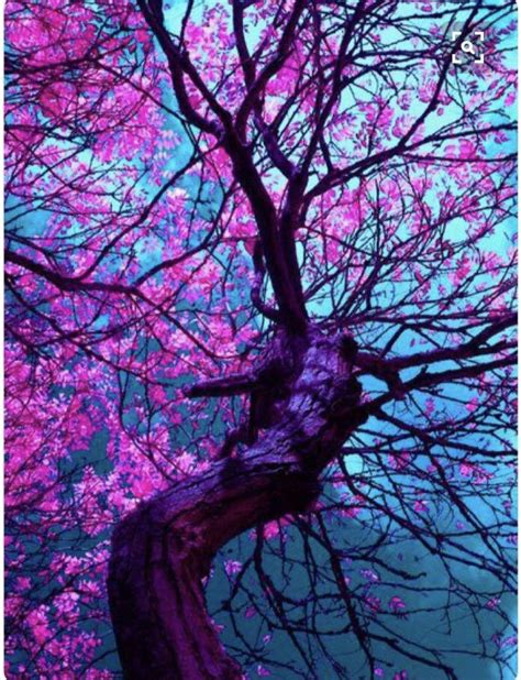 Purple flowering trees in alabama. Pin by Barbara Dorton on Nature's Beauty | Purple ...