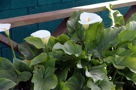 How To Plant Calla Lily Outdoor In Your Garden Tricks To Care