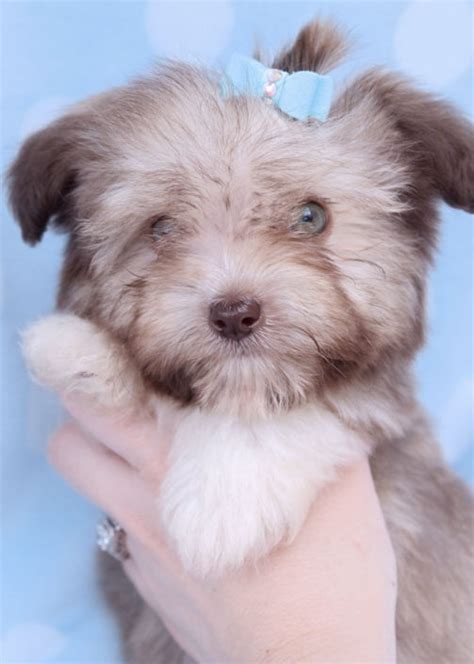 Contact idaho havanese breeders near you using our free havanese find havanese puppies and dogs for adoption today! Havanese Puppies For Sale by TeaCups, Puppies & Boutique | Teacups, Puppies & Boutique