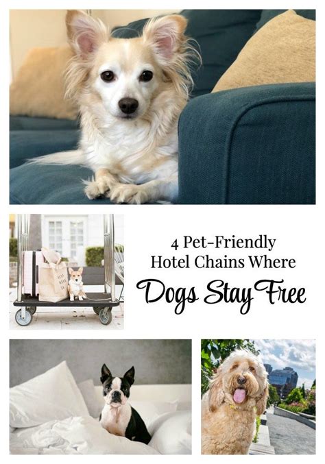 Including pet friendly hotels, motels, bed and breakfasts and vacation rentals. #dogs #animals 4 Pet-Friendly Hotel Chains Where Dogs Stay ...
