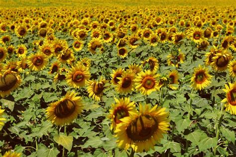 The Best Sunflower Fields In Northern California