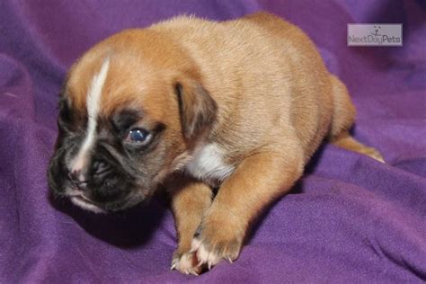Search by breed, size, & more. Sable: Boxer puppy for sale near Louisville, Kentucky. | 4b8720b9-ed01