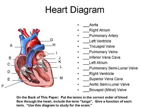 14 Label The Diagram Of The Human Heart Below Robhosking Diagram