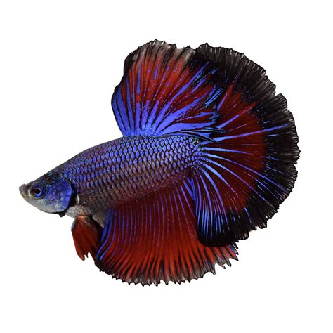 Twintail Halfmoon Betta Goodjoseph Live Fish Store