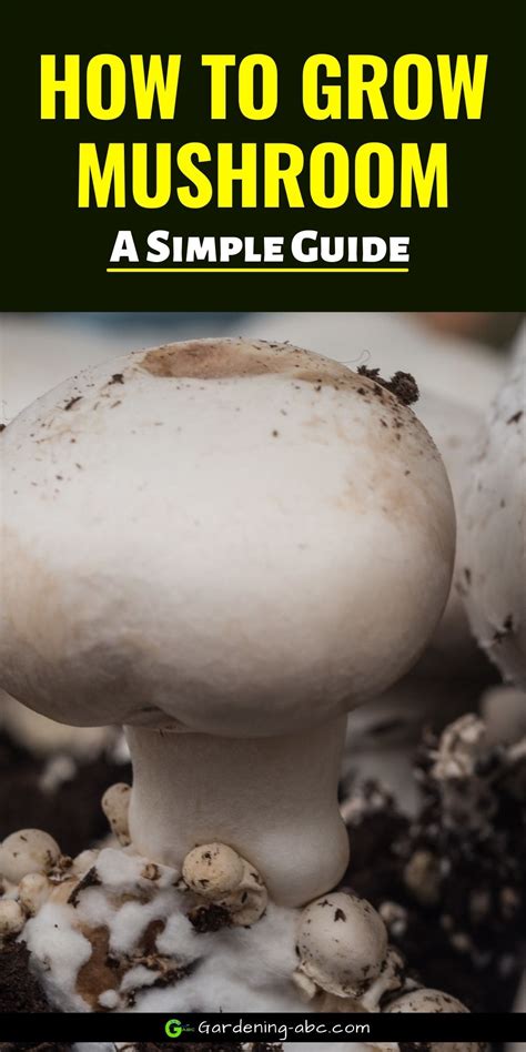 How To Grow Mushrooms Gardening Abc