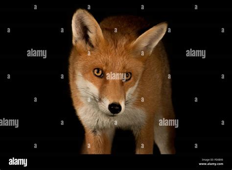 Red Fox Urban Stock Photo Alamy