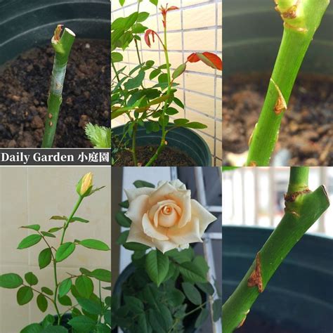 Grafting Plants Rose Grafting Whip Grafting How To Graft Rose