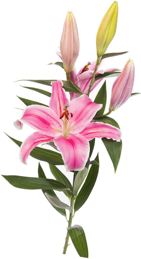 Easter Lily Lilium Stargazer Flower Clip Art Flower Png Download