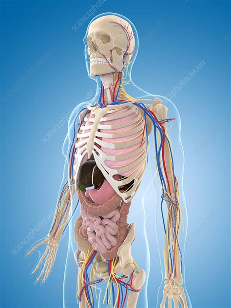 Human anatomy is the study of the shape and form of the human body. Male anatomy, artwork - Stock Image - F005/5201 - Science ...
