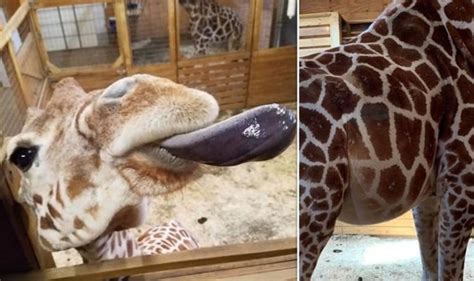 April The Giraffe Birth Update The Staggering Amount Of Time Giraffes