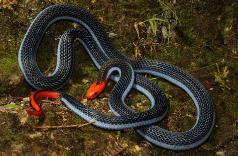 Sean jones must fly to l.a. This snake is a killer of killers - UQ News - The ...