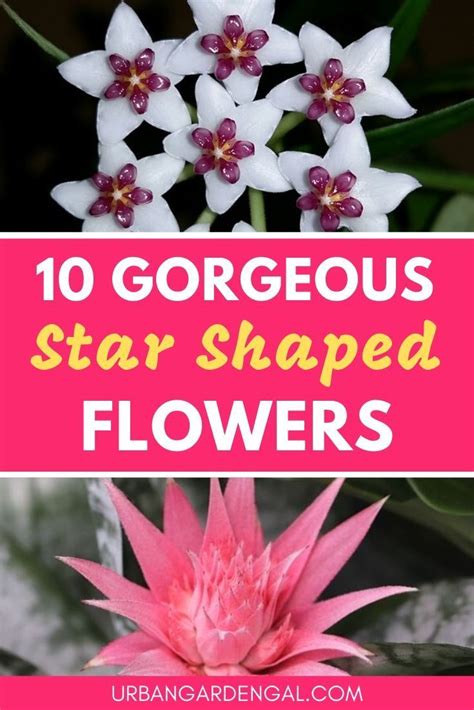 Flowers With The Title 10 Gorgeous Star Shaped Flowers In Pink And