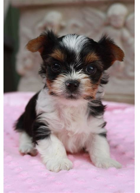 38 Hq Photos Biewer Terrier Puppies For Sale Florida Yorkshire