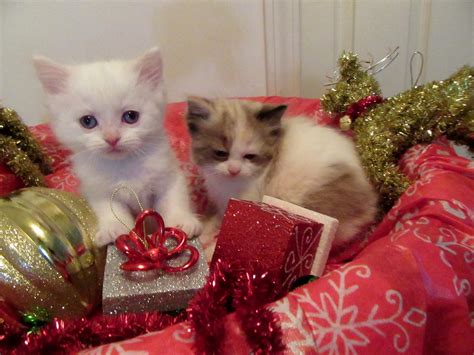 Orange cats for sale indianapolis. Ragdoll Cats For Sale | Indianapolis, IN #288140 | Petzlover