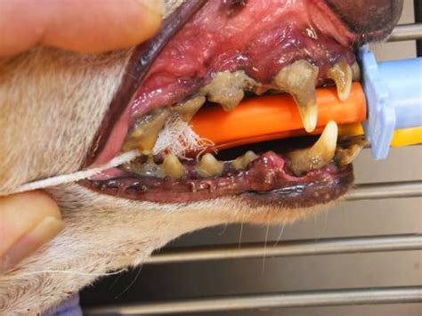 Okay, let's check below here what is the. Take advantage of Pet Dental Health Month | Dr Phil ...