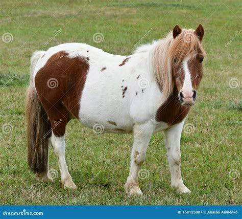 Shetland Pony Pony Shetland Stands On The Grass Stock Image Image Of