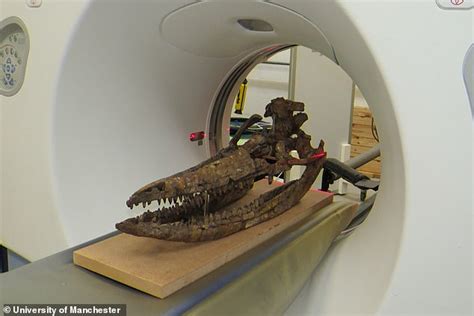 ichthyosaur skull is recreated in 3d using medical ct scans daily mail online