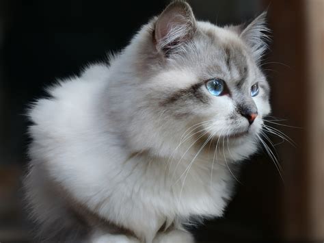 Get Persian Cat White And Grey Pictures Adopt Siberian Kitten