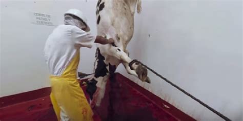 Muestran La Crueldad Que Viven Las Vacas De La Industria Lechera En
