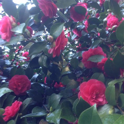 the old camellia never lets us down beautiful every spring photo kathe fraga 2016 bainbridge