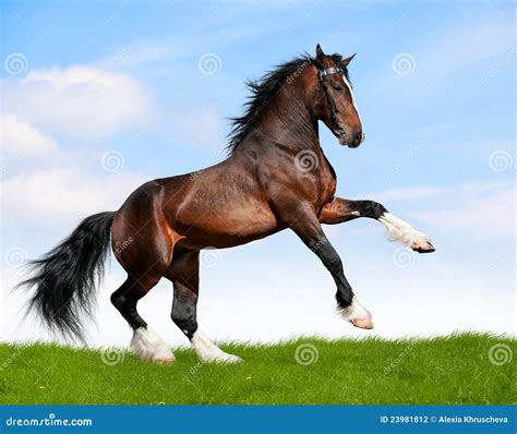 Bay Horse Gallops In Field Stock Photo Image Of Grass 23981812