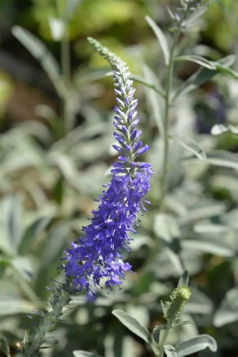 15 Weeds With Blue Flowers Easy Identification