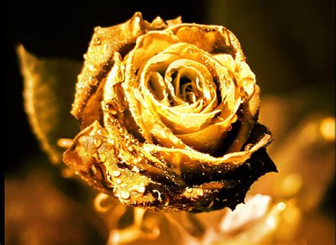 Golden Rose Hd Wallpaper Tutorial Pics