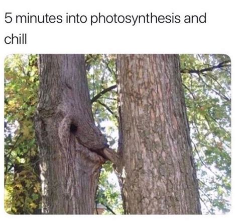 5 minutes into photosynthesis and chill scrolller