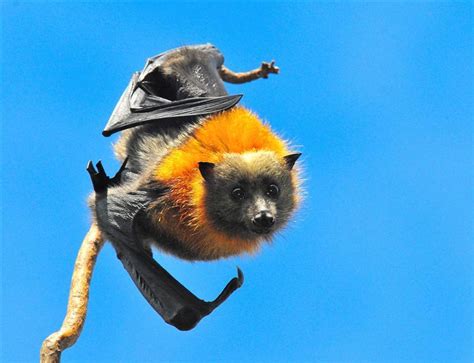 Grey Headed Flying Fox Birdforum