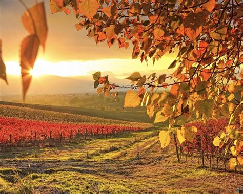 Vineyard In Autumn Vineyard Grape Tree Autumn Hd Wallpaper Peakpx