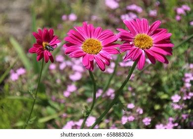 Tanacetum Coccineum Images Stock Photos Vectors Shutterstock