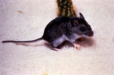 Free Picture Deer Mouse Peromyscus Maniculatus