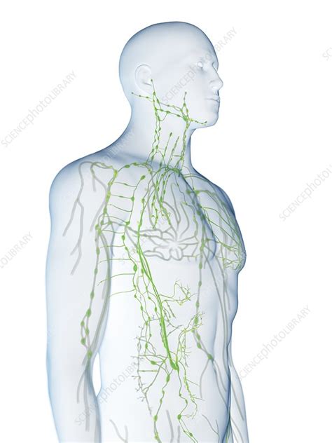 Lymphatic System Illustration Stock Image F0267587 Science
