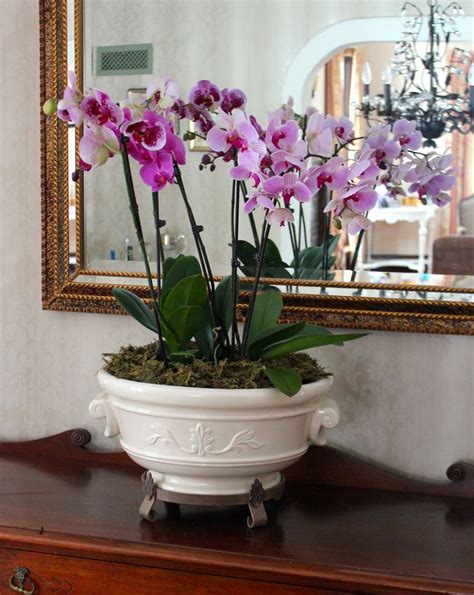 Decorating With Orchids And A Great Trick For Growing Them