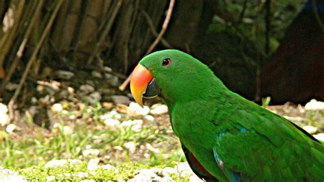 Free Download Hd Wallpaper Bird Eclectus Parrot Tropical