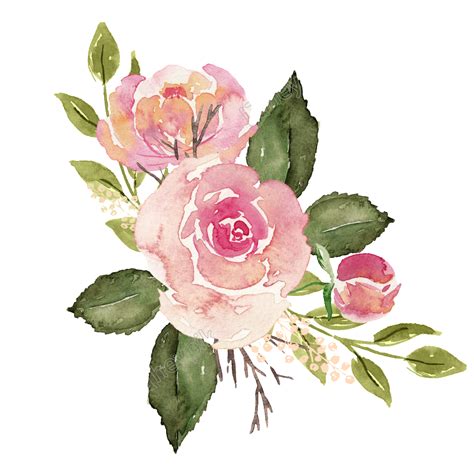 Cute Dibujos Animados Pnges Acuarela Vector Png Watercolor Rose Rosé