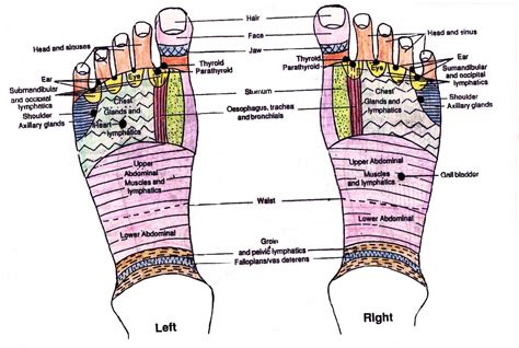 Foot Chart For Reflexology
