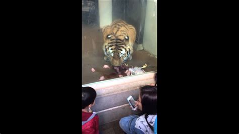 Tiger Eats Chicken Youtube