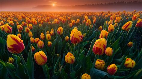Dutch Tulips Backiee