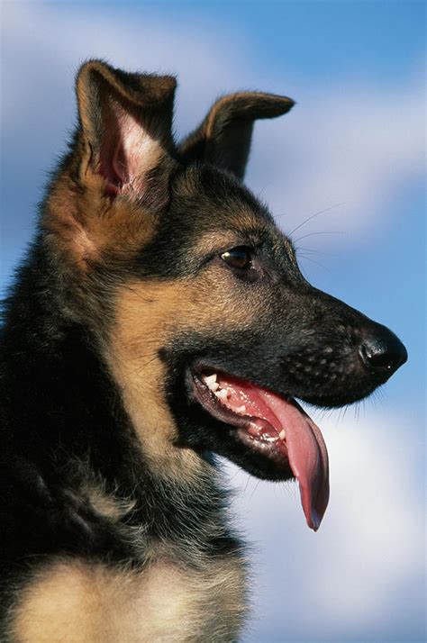 German Shepherd Dog Or Alsatian Puppy Photograph By Nhpa Fine Art America
